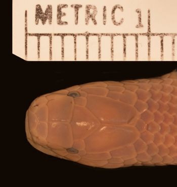 Media type: image;   Herpetology R-4538